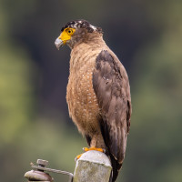 Crested Serpent-Eagle
